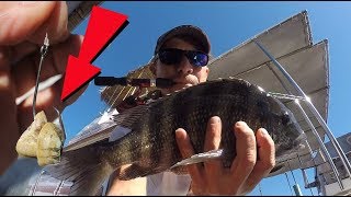 Proper Bait 4 Sheepshead and Bonus Cookout [upl. by Lhok223]