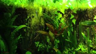 Honey gourami in 29 gallon community aquarium [upl. by Able]