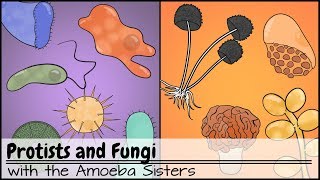 Protists and Fungi [upl. by Martelle]