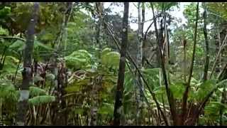 Hawaiian tropical rainforests Hawaii Volcanoes National Park Hawaii USA North America [upl. by Alhahs91]