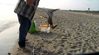 Pesca al Granchio Blu Gigante dalla Spiaggia  Pescarli cosi è Troppo Facile [upl. by Marr]