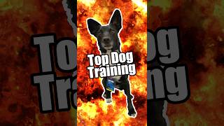 Majas topdoggermany Training 💪🐶💥 dogtricks [upl. by Aihsatsan]