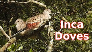 Inca Doves Flashing Color [upl. by Rombert646]