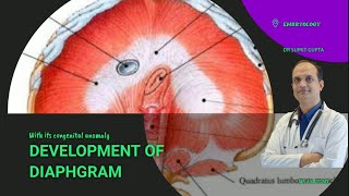 DEVELOPMENT OF DIAPHRAGM  EMBRYOLOGY [upl. by Rawdan677]