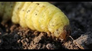 LARVA DE GUSANO PERFORANDO LA MADERA [upl. by Aerdnua]