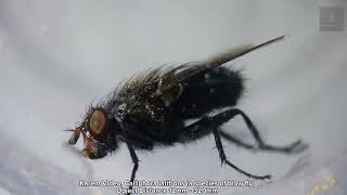 Exploring Calliphora Latifrons is a species of Blow Fly under a Microscope [upl. by Yssim]