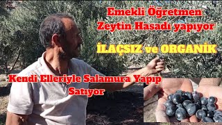 Zirai ilaç kullanmadan Zeytin Yetiştiriciliği yapıyor 10 yaşında Zeytin bahçesi Organik zeytin [upl. by Lynn]