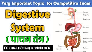 Digestive system पाचन तंत्र  Digestive system function  General science  SSC CGL  CPO [upl. by Meryl]