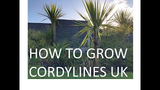 How To Grow Cordyline Australis the Torbay Palm in the UK [upl. by Yelda]