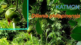 Katmon  Dillenia philippinensis  Philippine Endemic Species [upl. by Annaillil]