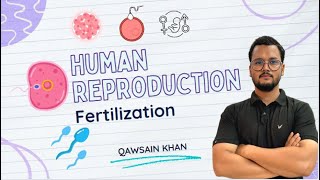 Fertilization  How fertilization occurs in human live  Fertilization in hindi live  Class 12th [upl. by Samuela]