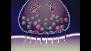 quotNeuronale Wirkmechanismen der Antidepressivaquot für CIBA GEIGY [upl. by Judith571]