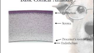 Corneal Anatomy [upl. by Zehcnas795]