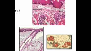 Unicellular and multicellular exocrine epithelial glands [upl. by Lehpar581]