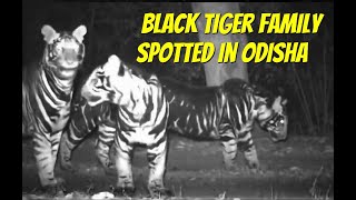 Rare Pseudomelanistic Black Tiger Family Spotted In Odisha [upl. by Lefkowitz]