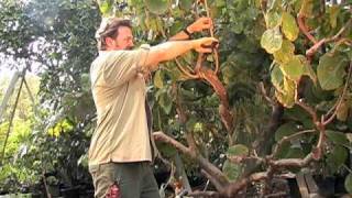 How to Prune a Cherimoya Tree [upl. by Monetta]