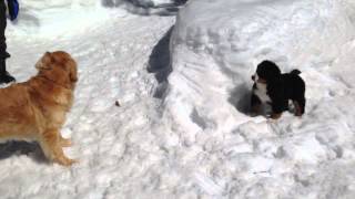 Bernese Mountain Dog puppy amp Golden Retriever are playing in the snow [upl. by Nerat]