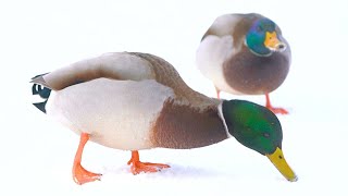 Male Arctic Mallard Duck Drakes Want the Last Morsels of Food 4K [upl. by Ahseia711]