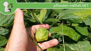 Lampionblume  WuchsUpdate  060618 Physalis alkekengi  essbare Wildpflanzen Bestimmung [upl. by Asor]