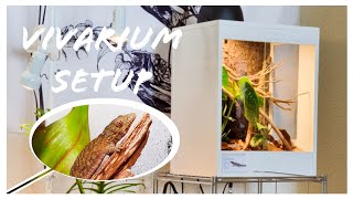 Bioactive Vivarium setup  EURYDACTYLODES AGRICOLAE [upl. by Tankoos]