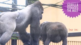 Female Gorilla Asking Male To Mate  Kyoto Zoo [upl. by Eitsyrk]