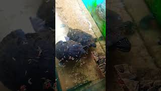 Terrapins eating in new tank [upl. by Elyn]