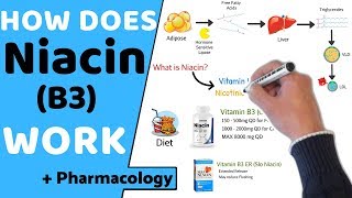 How does Niacin B3 Work  Pharmacology [upl. by Worlock204]