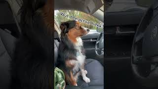 Zola’s 1st time driving Inspired by HammyandOlivia funny aussie doglovers [upl. by Idroj662]