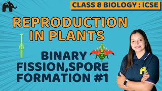 Reproduction in Plants Class 8 ICSE Biology  Selina Chapter 2  Binary FissionSpore Formation 1 [upl. by Areivax]