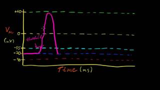 Part 7a  Graded and Action Potentials [upl. by Nojram414]