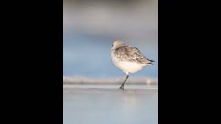 SandPiper on The Beach birds nature wildlife photography animals wildbirdlife [upl. by Ellives]