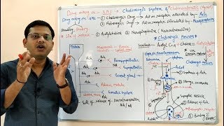 Cholinergic Drugs Part 01  Cholinergic Transmission and Cholinergic Drugs  Cholinergic System [upl. by Aihtak]