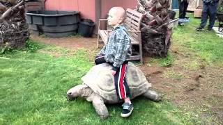 Kid Riding Aldabra Tortoise [upl. by Oicelem]