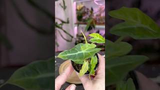 Alocasia Polly Aurea and a clear bottom watering pot from Naked Root planters use code Felicia20 [upl. by Cutler]