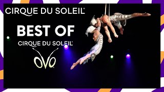 The Best of OVO  Cirque du Soleil [upl. by Ilsel]