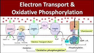 Electron Transport amp Oxidative Phosphorylation  Mitochondrial Respiration  Biochemistry Basics [upl. by Sidonnie]