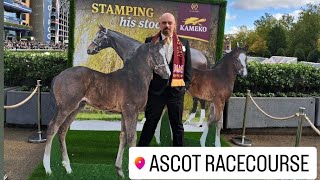 Ascot  British Champions Day  October 19th 2024 1 [upl. by Pega]