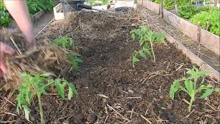 Repiquage des tomates le 4 Avril 2021 travail dans la serre au jardin potager bio [upl. by Asil]