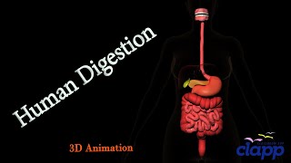 Human Digestive System A complete guide 3D Animation [upl. by Eronaele]