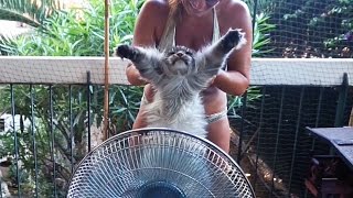 Funny Maine coon Cat Hélios Fan air PleaseIam Hot [upl. by Ludwigg]