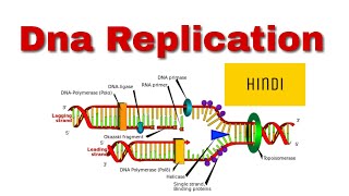 Dna replication in prokaryotes hindi [upl. by Boeschen]