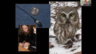 Northern Sawwhet Owl Webinar Featuring Scott Weidensaul and Marion Clement [upl. by Euton]