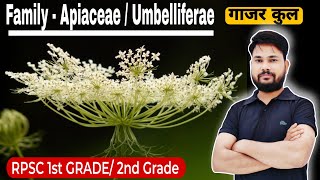 Family  Apiaceae Umbelliferae ll गाजर कुल ll Celery Family ll by skdigrawal apiaceaefamily [upl. by Ayotaj830]