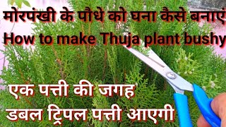 मोरपंखी को घना कैसे बनाएं How to make Thuja plant BushyMorpankhi Thuja Plant careMorpankh plant [upl. by Oicafinob]