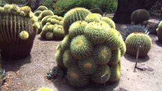 The Huntington Botanical Garden Desert Garden August 31 2013 Golden Barrel Fever [upl. by Gardol]