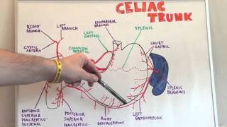 Celiac Trunk  Anatomy Lecture for Medical Students  USMLE Step 1 [upl. by Isobel]