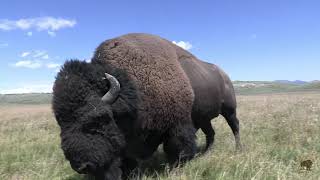 Yellowstone Bison Rut [upl. by Emmit]