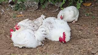 Cornish cross broilers taking a dirt bath [upl. by Josephson]