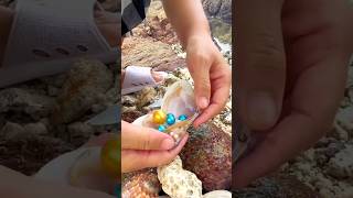 The process of collecting expensive colorful pearls from oysters [upl. by Aneg]