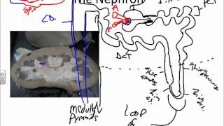 Urinary System The Nephronwmv [upl. by Nosnevets]